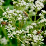 Common boneset